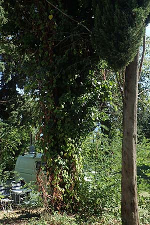 Hedera hibernica \ Irische Efeu, Gro&szlig;bl&auml;ttrige Efeu / Irish Ivy, Atlantic Ivy, Kroatien/Croatia Istrien/Istria, Ičići 15.8.2016