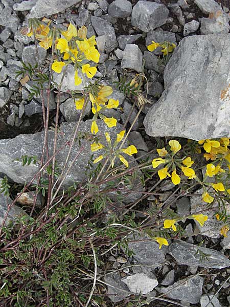Hippocrepis comosa \ Hufeisenklee / Horseshoe Vetch, Kroatien/Croatia Velebit 31.5.2006