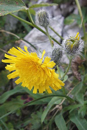 Hieracium scorzonerifolium ? \ Schwarzwurzelblttriges Habichtskraut / Scorzonera-Leaved Hawkweed, Kroatien/Croatia Velebit Zavizan 17.7.2007