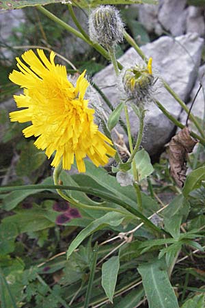 Hieracium scorzonerifolium ? \ Schwarzwurzelblttriges Habichtskraut / Scorzonera-Leaved Hawkweed, Kroatien/Croatia Velebit Zavizan 17.7.2007