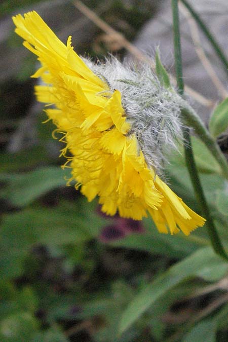 Hieracium scorzonerifolium \ Schwarzwurzelbl�ttriges Habichtskraut / Scorzonera-Leaved Hawkweed, Kroatien/Croatia Velebit Zavizan 17.7.2007