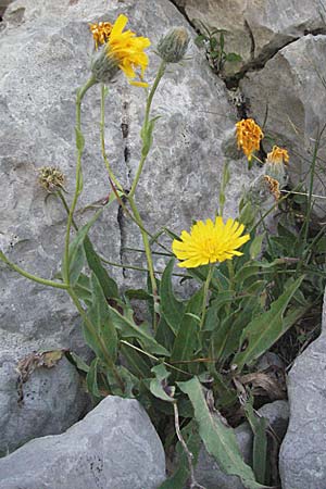 Hieracium scorzonerifolium ? \ Schwarzwurzelblttriges Habichtskraut / Scorzonera-Leaved Hawkweed, Kroatien/Croatia Velebit Zavizan 17.7.2007