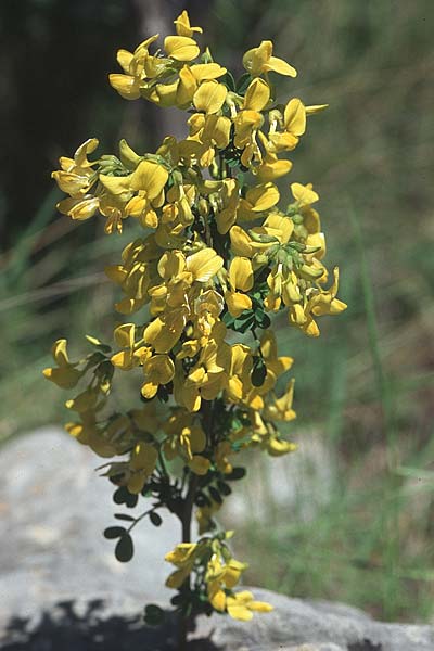 Hippocrepis emerus \ Strauchwicke / Scorpion Senna, Kroatien/Croatia Hvar, Stari Grad 7.4.2006