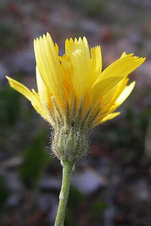 Hieracium schmidtii agg. \ Blasses Habichtskraut / Schmidt's Hawkweed, Kroatien/Croatia Velebit 18.8.2016