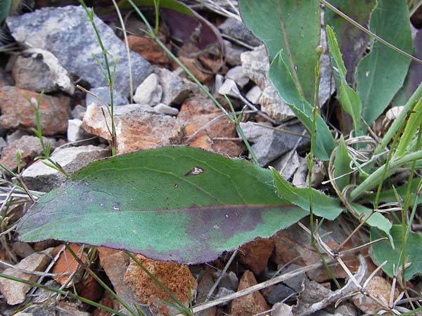 Hieracium schmidtii agg. \ Blasses Habichtskraut / Schmidt's Hawkweed, Kroatien/Croatia Velebit 18.8.2016