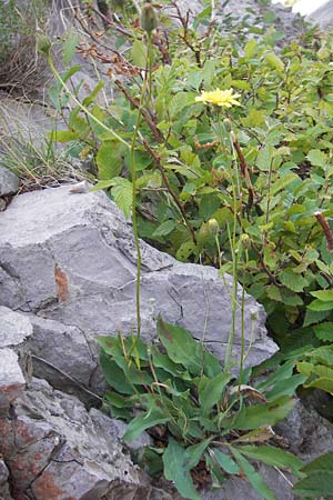 Hieracium schmidtii agg. \ Blasses Habichtskraut / Schmidt's Hawkweed, Kroatien/Croatia Velebit 18.8.2016