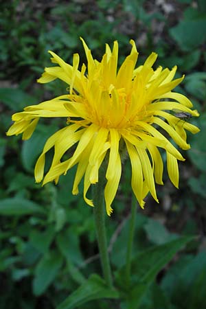 Crepis pyrenaica \ Grokpfiger Pippau / Conyza-Leaved Hawk's-Beard, Kroatien/Croatia Velebit 30.6.2010