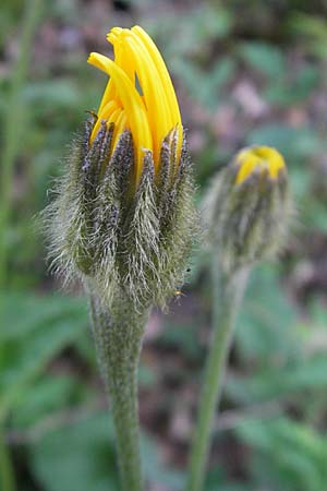 Crepis pyrenaica \ Grokpfiger Pippau / Conyza-Leaved Hawk's-Beard, Kroatien/Croatia Velebit 30.6.2010