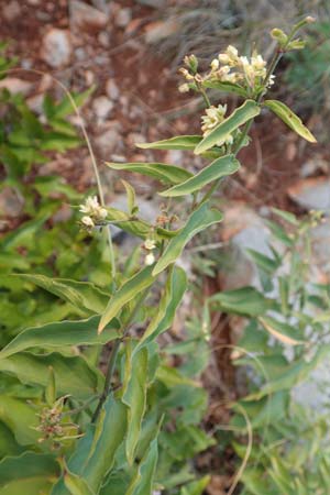 Vincetoxicum hirundinaria subsp. adriaticum \ Adriatische Schwalbenwurz / Adriatic Swallow Wort, Kroatien/Croatia Sveti Juray 19.8.2016