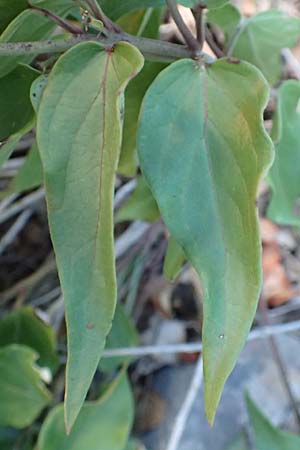 Vincetoxicum hirundinaria subsp. adriaticum \ Adriatische Schwalbenwurz / Adriatic Swallow Wort, Kroatien/Croatia Sveti Juray 19.8.2016