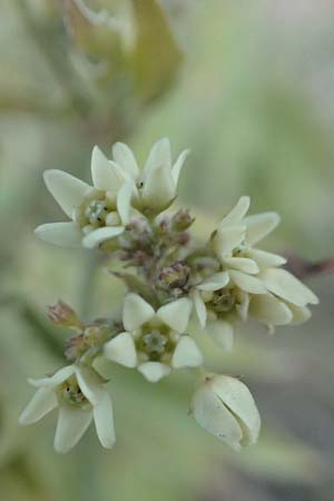 Vincetoxicum hirundinaria subsp. adriaticum \ Adriatische Schwalbenwurz / Adriatic Swallow Wort, Kroatien/Croatia Sveti Juray 19.8.2016