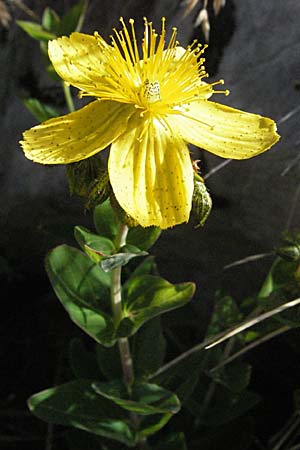 Hypericum maculatum \ Geflecktes Johanniskraut / Imperforate St. John's-Wort, Kroatien/Croatia Velebit 17.7.2007