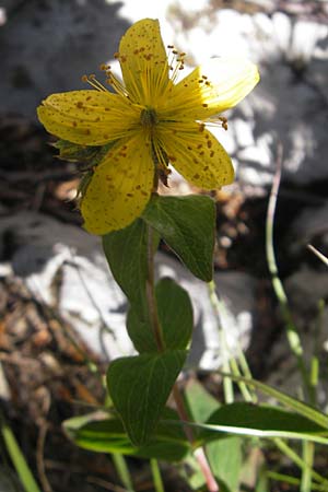Hypericum richeri subsp. grisebachii \ Grisebachs Johanniskraut / Grisebach's St. John's-Wort, Kroatien/Croatia Velebit Zavizan 30.6.2010