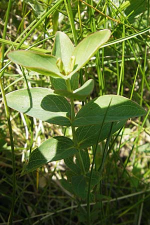 Hypericum richeri subsp. grisebachii \ Grisebachs Johanniskraut / Grisebach's St. John's-Wort, Kroatien/Croatia Velebit Zavizan 30.6.2010