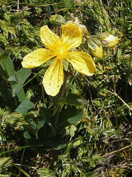 Hypericum richeri subsp. grisebachii \ Grisebachs Johanniskraut / Grisebach's St. John's-Wort, Kroatien/Croatia Velebit Zavizan 30.6.2010