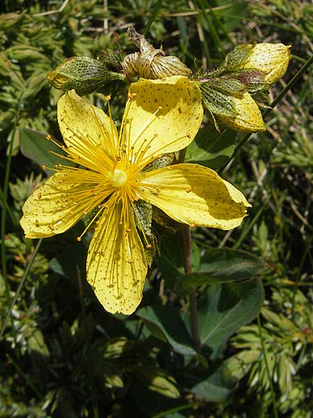 Hypericum richeri subsp. grisebachii \ Grisebachs Johanniskraut / Grisebach's St. John's-Wort, Kroatien/Croatia Velebit Zavizan 30.6.2010