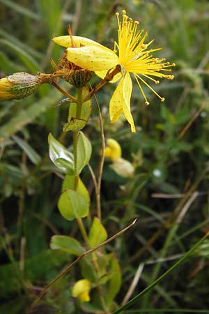 Hypericum richeri subsp. grisebachii \ Grisebachs Johanniskraut / Grisebach's St. John's-Wort, Kroatien/Croatia Velebit Zavizan 19.8.2016