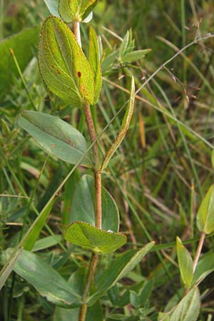 Hypericum richeri subsp. grisebachii \ Grisebachs Johanniskraut / Grisebach's St. John's-Wort, Kroatien/Croatia Velebit Zavizan 19.8.2016