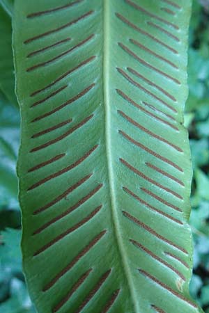 Asplenium scolopendrium \ Hirschzungen-Farn / Hart's-tongue, Kroatien/Croatia Istrien/Istria, Pazin 13.8.2016