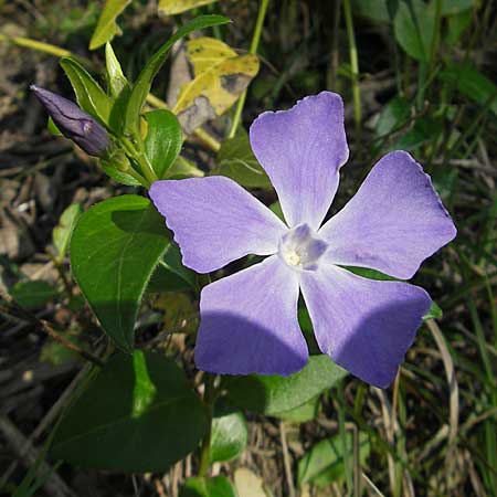 Vinca major \ Groes Immergrn / Greater Periwinkle, Kroatien/Croatia Gruda 3.4.2006