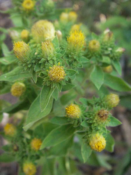 Pentanema bifrons \ Sdlicher Alant, Geflgelter Alant / Southern Fleabane, Kroatien/Croatia Senj 18.7.2007