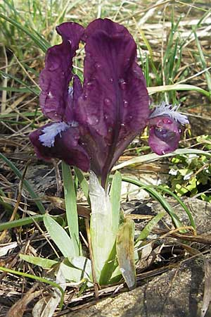 Iris adriatica \ Adriatische Schwertlilie / Adriatic Iris, Kroatien/Croatia &Scaron;ibenik 2.4.2006