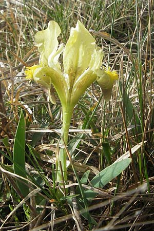 Iris adriatica \ Adriatische Schwertlilie / Adriatic Iris, Kroatien/Croatia &Scaron;ibenik 2.4.2006