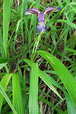 Iris graminea \ Pflaumenduft-Iris, Gras-Schwertlilie / Plum-scented Iris, Kroatien/Croatia Plitvička 3.6.2006