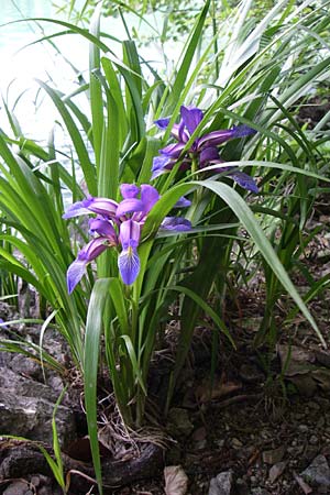 Iris graminea \ Pflaumenduft-Iris, Gras-Schwertlilie / Plum-scented Iris, Kroatien/Croatia Plitvička 1.6.2008