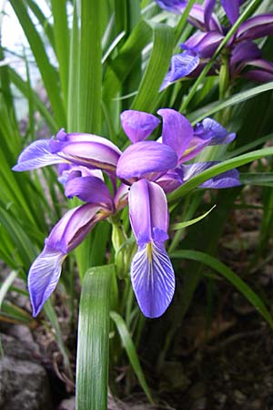 Iris graminea \ Pflaumenduft-Iris, Gras-Schwertlilie / Plum-scented Iris, Kroatien/Croatia Plitvička 1.6.2008