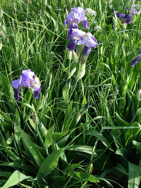 Iris neglecta \ Hornemanns Schwertlilie / Horneman's Iris, Kroatien/Croatia Plitvička 2.6.2008