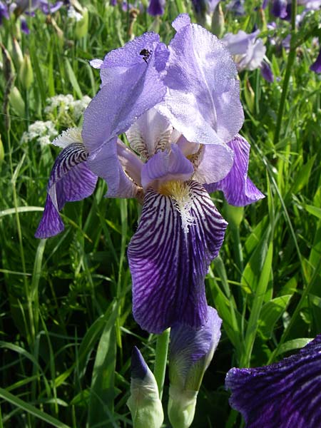 Iris neglecta \ Hornemanns Schwertlilie / Horneman's Iris, Kroatien/Croatia Plitvička 2.6.2008