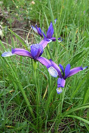 Iris graminea \ Pflaumenduft-Iris, Gras-Schwertlilie / Plum-scented Iris, Kroatien/Croatia Učka 6.6.2008