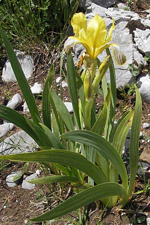 Iris variegata \ Bunte Schwertlilie / Hungarian Iris, Kroatien/Croatia Velebit Zavizan 30.6.2010