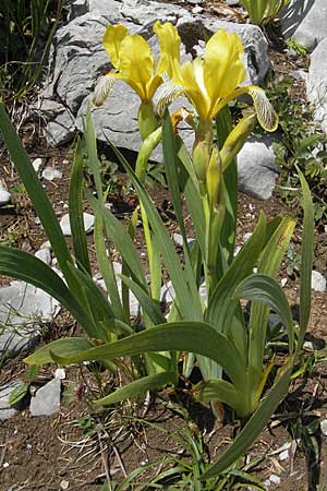 Iris variegata \ Bunte Schwertlilie / Hungarian Iris, Kroatien/Croatia Velebit Zavizan 30.6.2010
