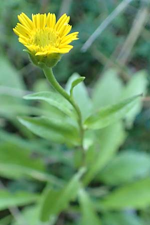Buphthalmum salicifolium \ Weidenblttriges Ochsenauge, Rindsauge, Kroatien Istrien, Groznjan 11.8.2016