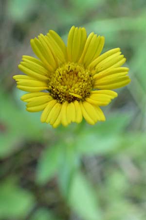 Buphthalmum salicifolium \ Weidenblttriges Ochsenauge, Rindsauge, Kroatien Istrien, Groznjan 11.8.2016