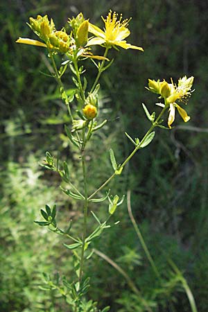 Hypericum perforatum \ Echtes Johanniskraut, Tpfel-Hartheu / Perforate St. John's-Wort, Kroatien/Croatia Senj 16.7.2007