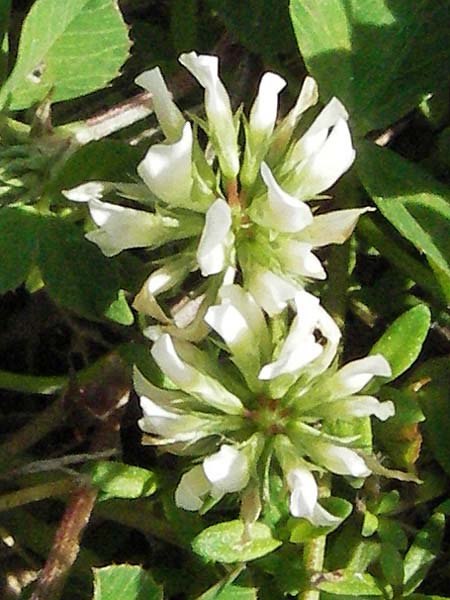 Trifolium nigrescens \ Schwarzwerdender Klee / Small White Clover, Ball Clover, Kroatien/Croatia Istrien/Istria, Poreč 26.5.2006