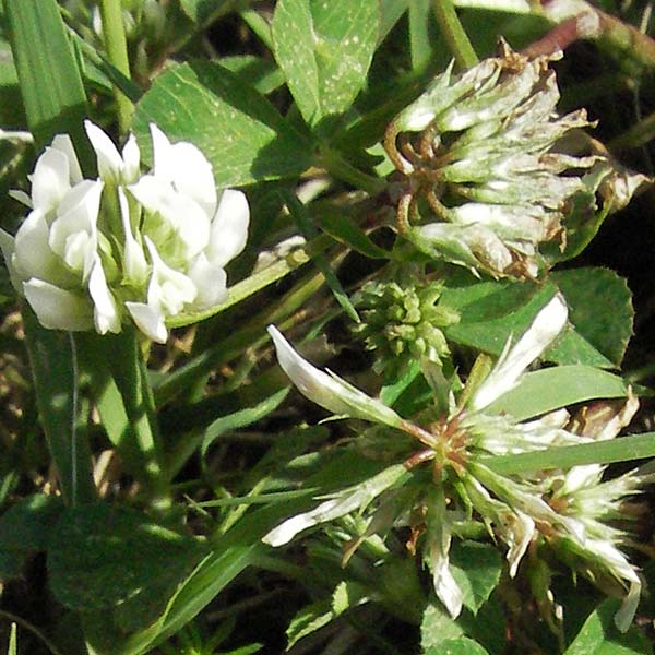 Trifolium nigrescens \ Schwarzwerdender Klee / Small White Clover, Ball Clover, Kroatien/Croatia Istrien/Istria, Poreč 26.5.2006