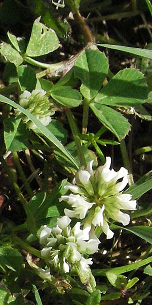Trifolium nigrescens \ Schwarzwerdender Klee / Small White Clover, Ball Clover, Kroatien/Croatia Istrien/Istria, Poreč 26.5.2006