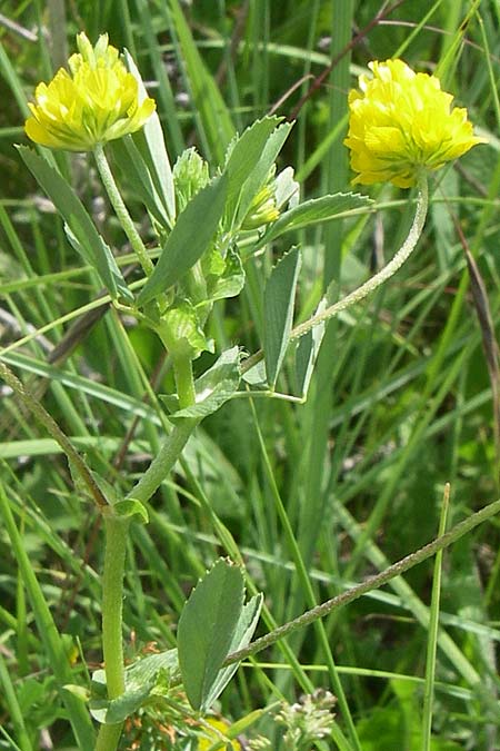 Trifolium patens \ Spreiz-Klee, Sdlicher Gold-Klee / Southern Hop Trefoil, Kroatien/Croatia Drniš 2.6.2008