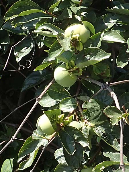 Diospyros kaki \ Kaki-Pflaume / Kaki Persimmon, Japanese Persimmon, Kroatien/Croatia Istrien/Istria, Motovun 11.8.2016