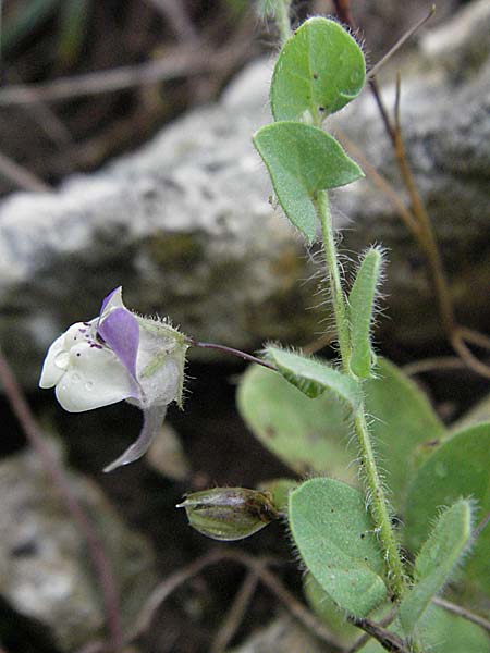 Kickxia commutata \ Ver&auml;ndertes T&auml;nnelkraut / Perennial Fluellen, Kroatien/Croatia Istrien/Istria, Premantura 30.5.2006