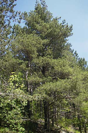 Pinus nigra \ Schwarz-Kiefer / Black Pine, Austrian Pine, Kroatien/Croatia Učka 28.6.2010
