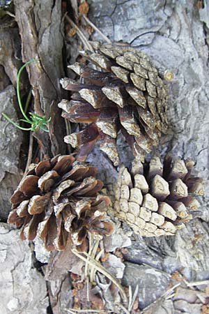 Pinus nigra \ Schwarz-Kiefer / Black Pine, Austrian Pine, Kroatien/Croatia Učka 28.6.2010