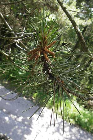 Pinus nigra \ Schwarz-Kiefer / Black Pine, Austrian Pine, Kroatien/Croatia Učka 28.6.2010