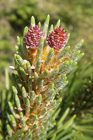 Pinus mugo \ Legfhre, Latschen-Kiefer / Dwarf Mountain Pine, Kroatien/Croatia Velebit Zavizan 30.6.2010