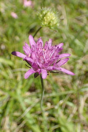 Knautia integrifolia \ Einj&auml;hrige Witwenblume / Whole-Leaved Scabious, Kroatien/Croatia Risnjak 14.8.2016
