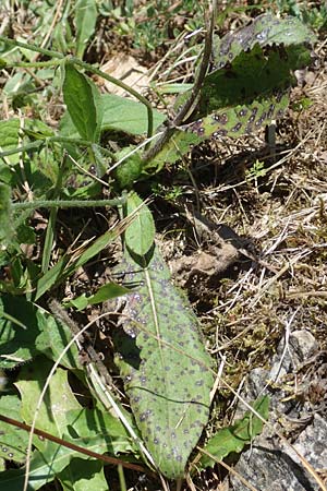 Knautia integrifolia \ Einj&auml;hrige Witwenblume / Whole-Leaved Scabious, Kroatien/Croatia Risnjak 14.8.2016